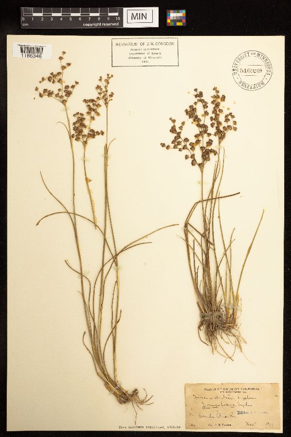 Juncus dubius image