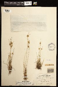 Juncus dudleyi image