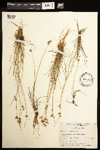 Juncus dudleyi image