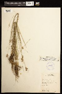 Juncus dudleyi image