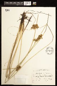 Juncus effusus image