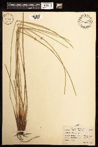 Juncus effusus image