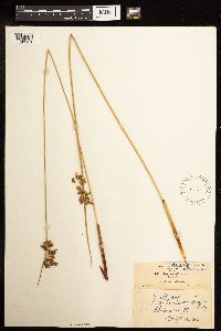 Juncus effusus image