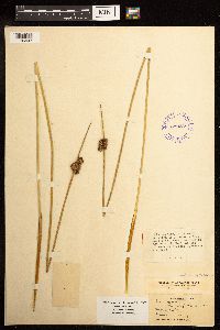 Juncus effusus image