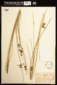 Juncus effusus image