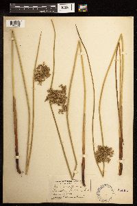 Juncus effusus image