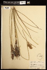 Juncus effusus image