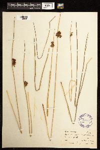 Juncus effusus image