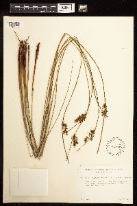 Juncus effusus image