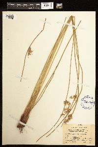 Juncus effusus image