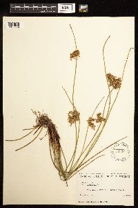 Juncus effusus image