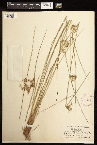 Juncus effusus image