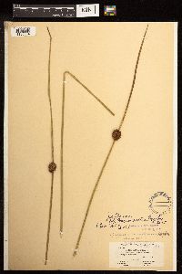 Juncus effusus image