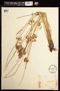 Juncus effusus image