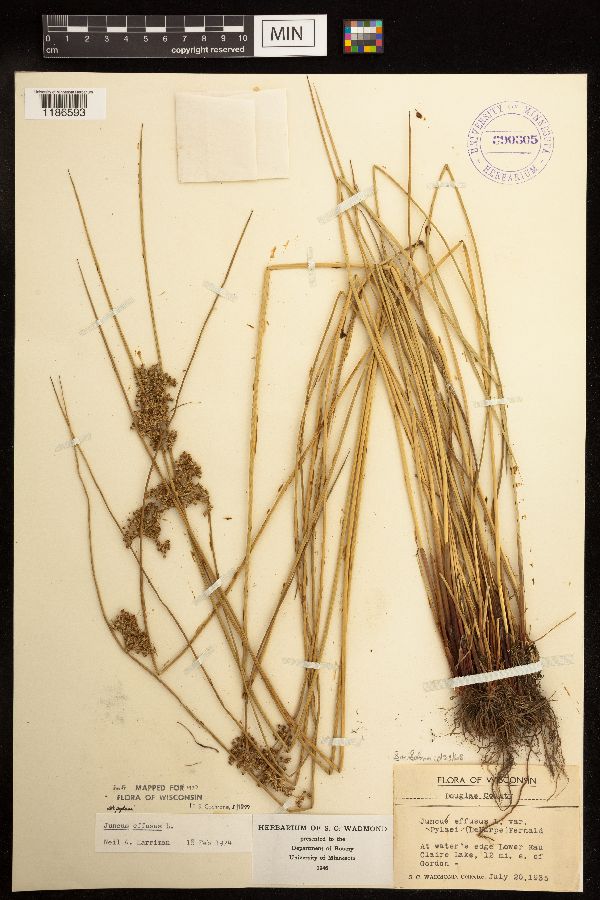 Juncus effusus image