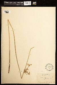 Juncus effusus image