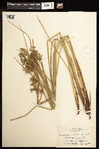 Juncus effusus image