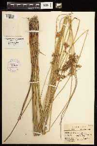 Juncus effusus image