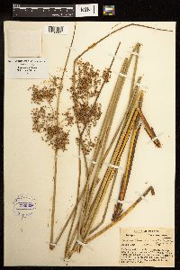 Juncus effusus image