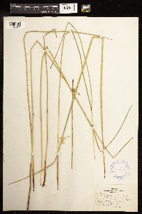 Juncus effusus image