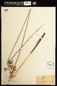 Juncus effusus image