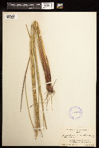 Juncus effusus image