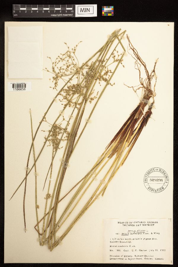 Juncus effusus image