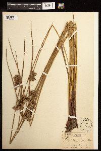 Juncus effusus image