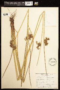 Juncus effusus image