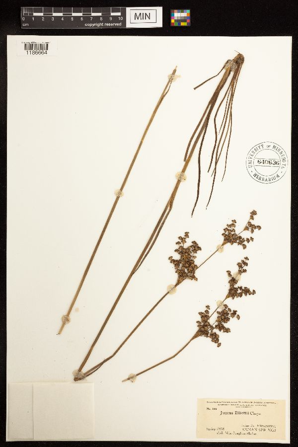 Juncus elliottii image