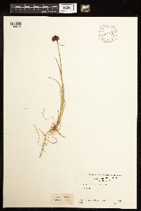Image of Juncus falcatus