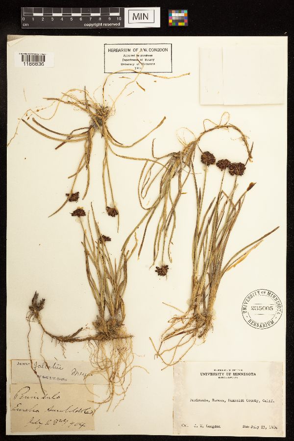 Juncus falcatus image