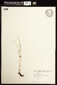 Juncus filiformis image