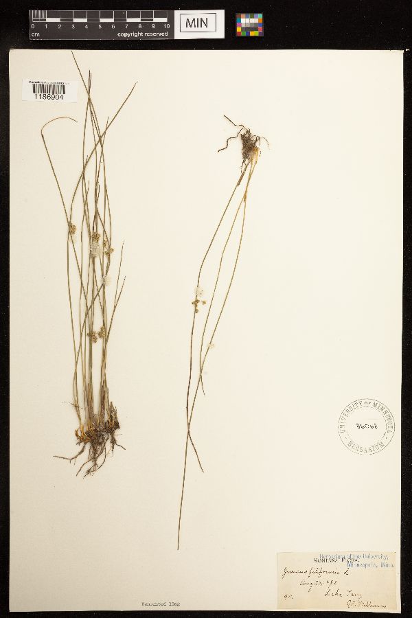 Juncus filiformis image