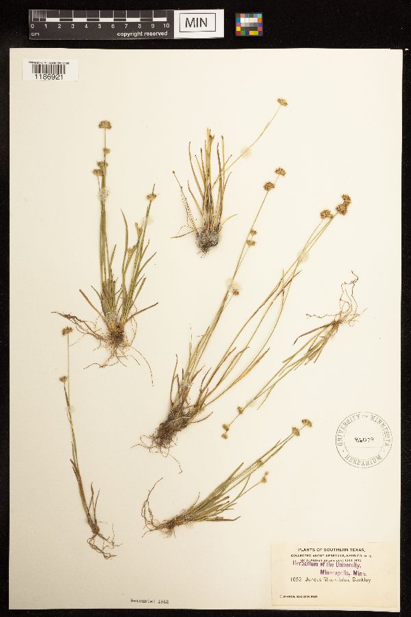 Juncus filipendulus image