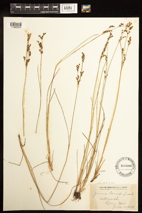 Juncus gerardii image
