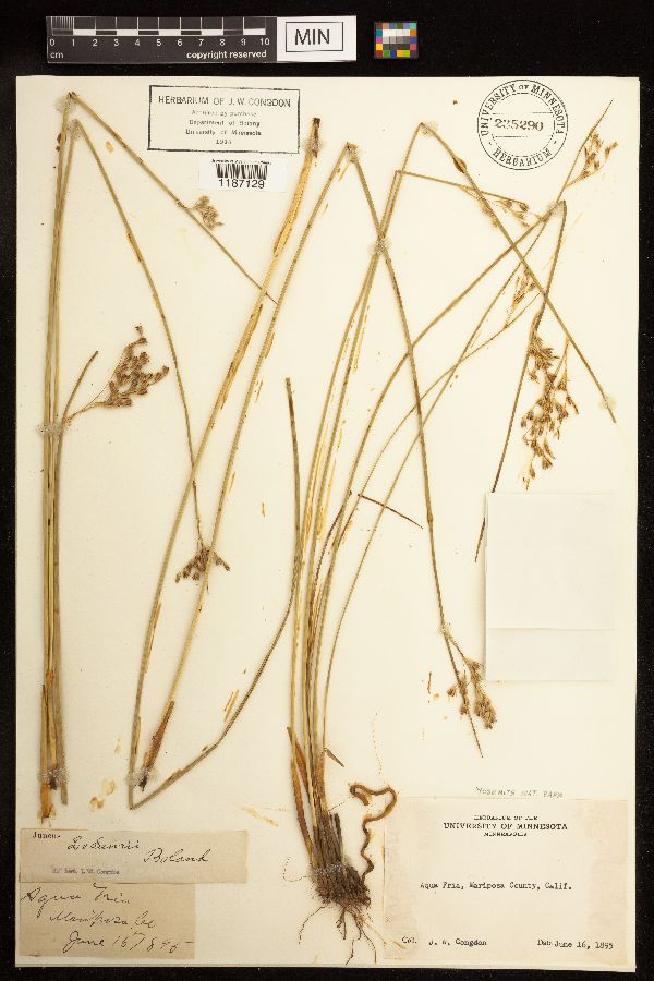 Juncus lesueurii image