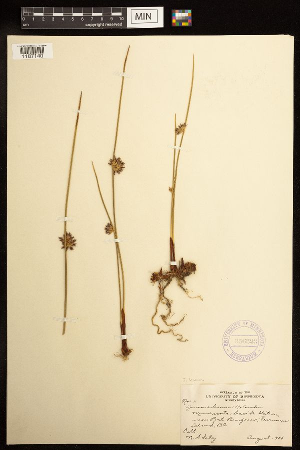 Juncus lesueurii image