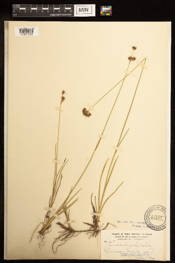 Juncus longistylis image