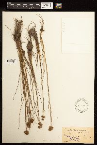 Juncus longistylis image