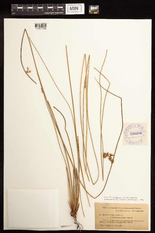 Juncus image