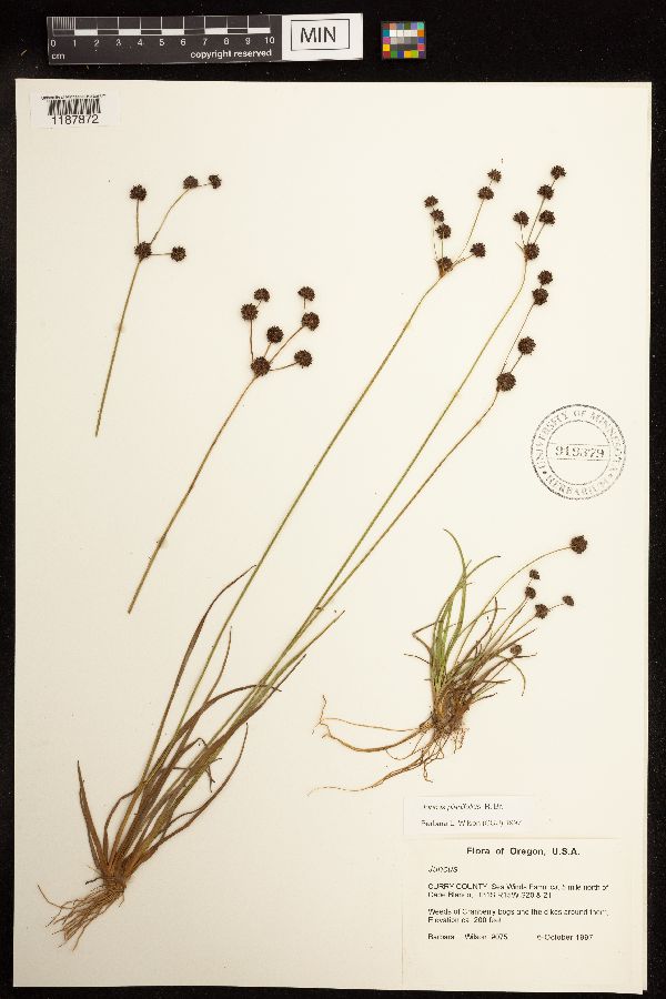 Juncus planifolius image