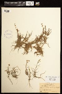 Juncus repens image