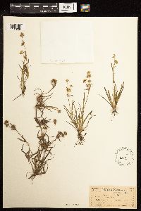 Juncus repens image