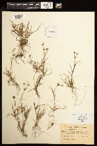 Juncus repens image