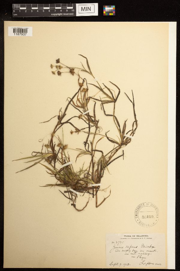 Juncus repens image