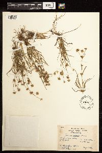 Juncus repens image