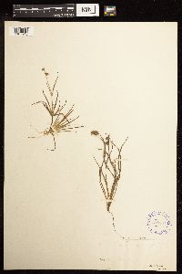 Juncus repens image