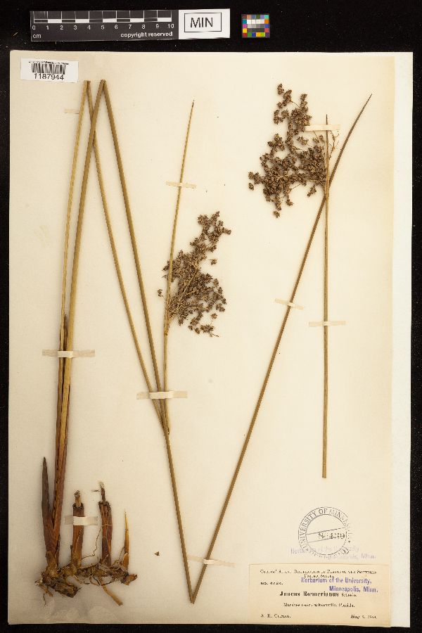 Juncus roemerianus image