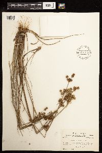 Juncus scirpoides image